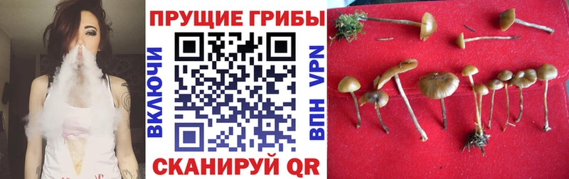 продажа наркотиков  Переславль-Залесский  Псилоцибиновые грибы Psilocybine cubensis 